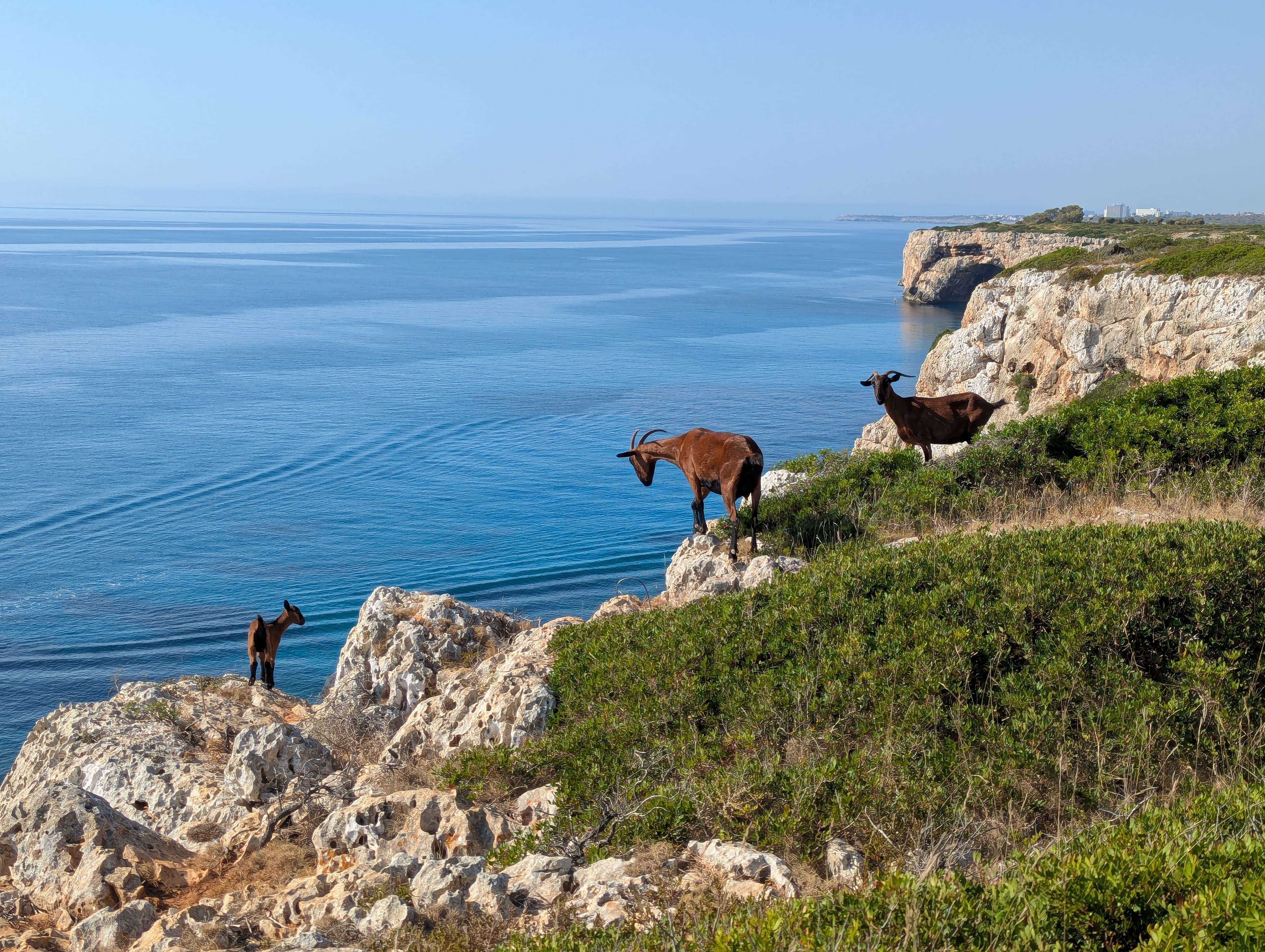 Three brown goats stand on a rocky, grassy cliff overlooking a calm, blue ocean.